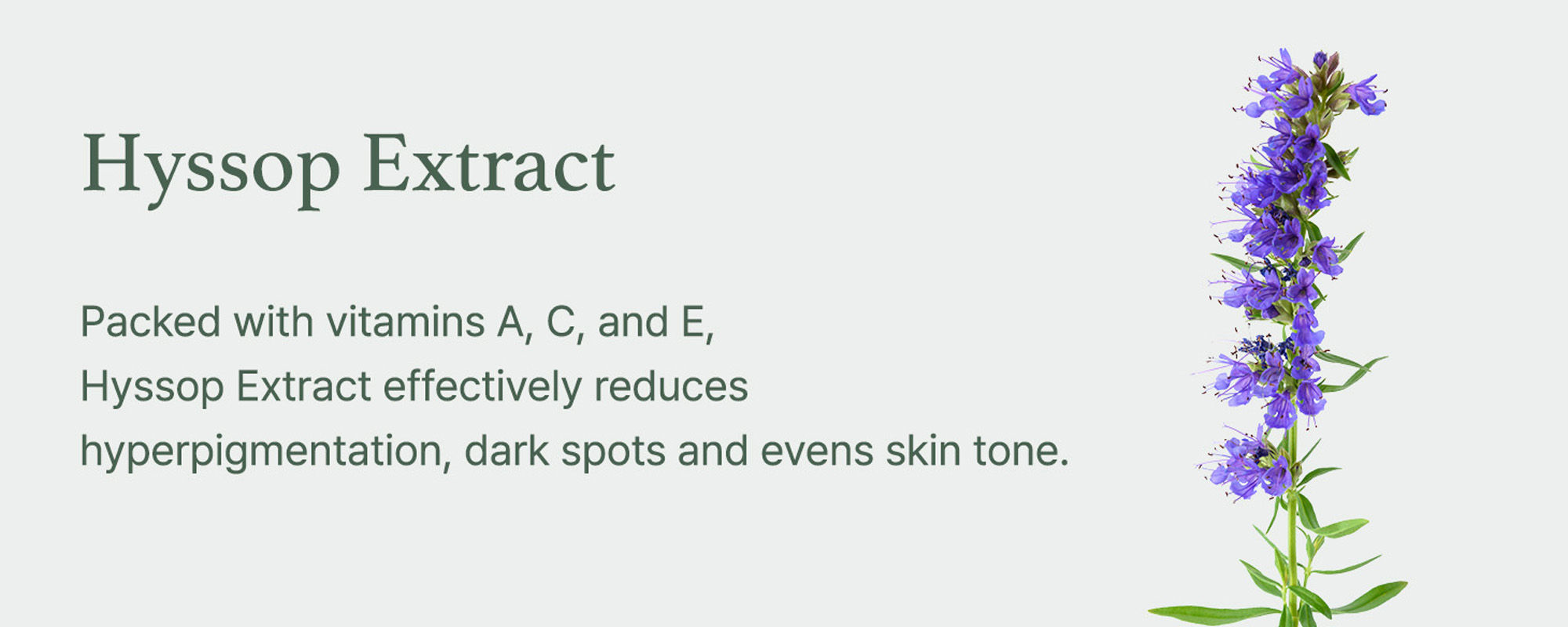 Arencia Holy Hyssop Serum 12 (Pack Size30ml)