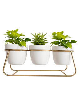 Gleevers - Pack Of 3 Pot with Stand- White