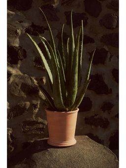 H&M - Orange Terracotta Plant Pot