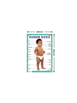 Pegasus - Human Body Thick Laminated Preschool Chart