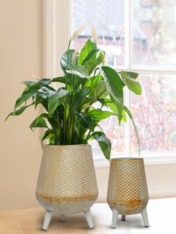 Ecofynd - Hazel Metal Planter with Stand Cream
