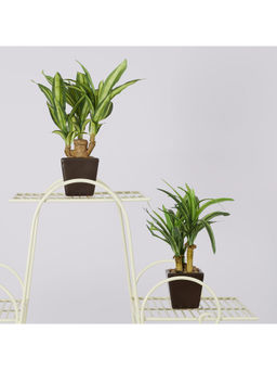 HomeTown - Ilana Faux Mini Dracaena 2 Ceramic Potted Plant 24 Cm in Green Colour