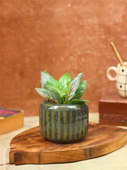 WEAVING HOMES - Ribbed Green Planter - Small Home Decor Item, Indoor Planter