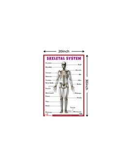 Pegasus - Skeletal System Thick Laminated Primary Chart Human Body Charts
