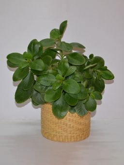DHARINI - Beige Kauna Round Planter
