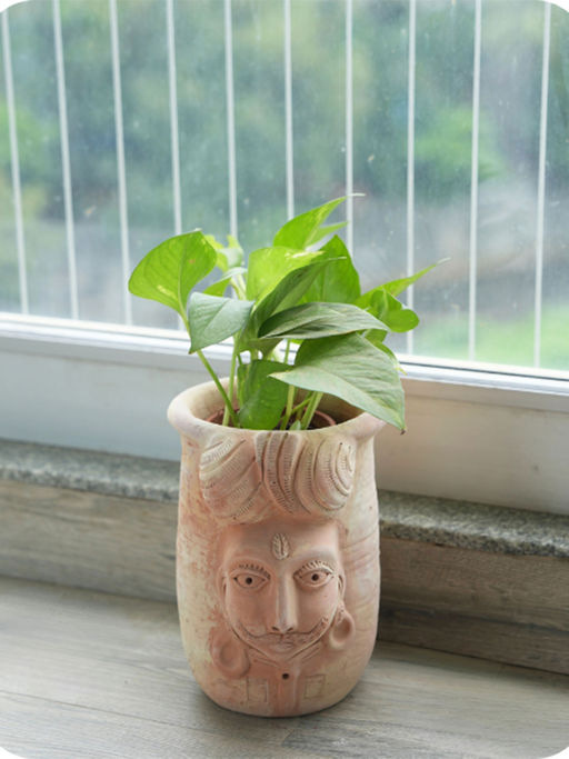 Swadeh Monarch Raja Planter