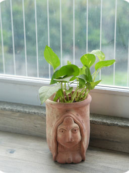 Swadeh - Regal Rani Planter