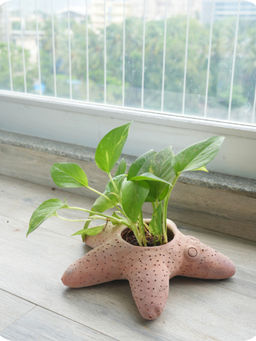 Swadeh - Celestial Starfish Planter