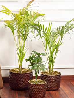 DecorTwist - Copper Hammered Metal Planters Set of 3