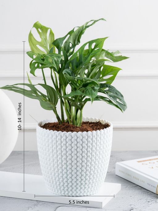 Buy Nurturing Green Philodendron Broken Heart Plant in White Textured Fibre  Pot Online
