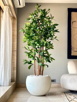 Mason Home - Artificial Dracaena Surculose Tree (6 Feet)