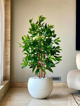 Mason Home - Artificial Dracaena Surculose Tree (4 Feet)