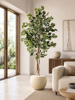 Mason Home - Artificial Variegated Dried Ficus Plant - 6.5 Feet