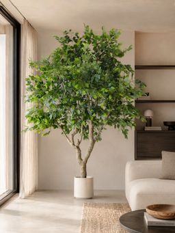 Mason Home - Artificial Ficus Palatial Plant - 8 Feet (With Pot)