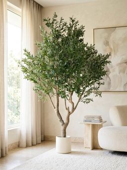 Mason Home - Artificial Olive Allure Plant - 8 Feet (With Pot)
