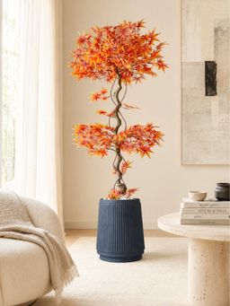 Mason Home - Amber Orange Maple Plant without Pot