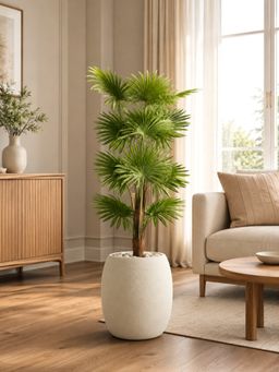 Mason Home - Fan Kwai Palm Green Plant without Pot