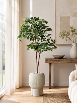 Mason Home - Ficus Aura Green Plant without Pot