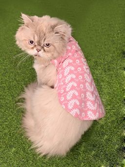 Vastramay - Cats' Pure Cotton Pink Chikankari Kurta