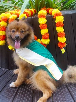 Vastramay - Dogs' Cotton Blend Green Shirt with Angavastram