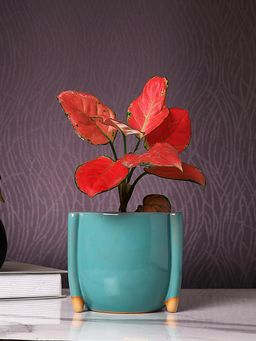 Tayhaa - Teal Breeze Solid Ceramic Planter