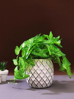 Tayhaa - White Diamond Prism Engraved Planter