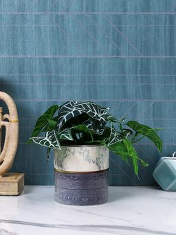 Tayhaa - White & Blue Fusion Planter