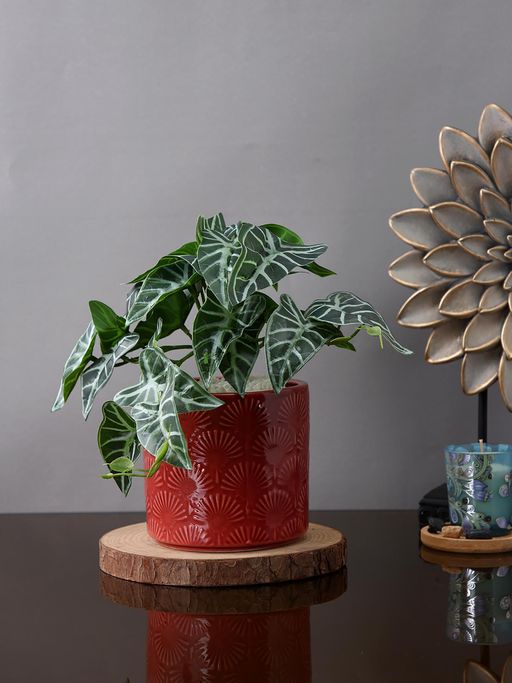 Tayhaa Terracotta Red Patterned Planter