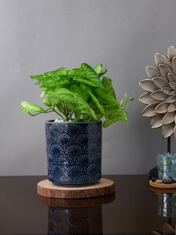 Tayhaa - Navy Blue Floral Embossed Planter