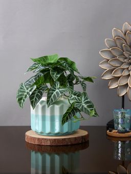 Tayhaa - Blue Azure Serenity Planter