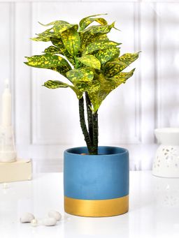 Tayhaa - Solid Blue with Golden Bottom Indoor Planter