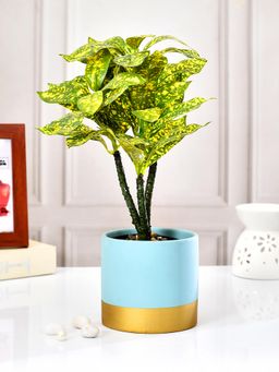 Tayhaa - Sky Blue Ceramic Indoor Planter