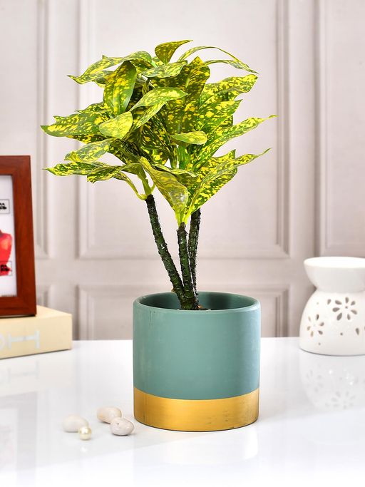 Tayhaa Ceramic Green Indoor Planter