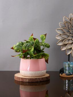 Tayhaa - Pink Blushwood Harmony Planter
