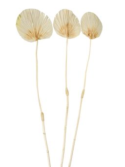 At Home by Nilkamal - Palm Leaf Wicker Dry Stick (Beige)