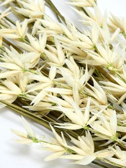 At Home by Nilkamal - Flower Buds Wicker Dry Stick (White & Green)