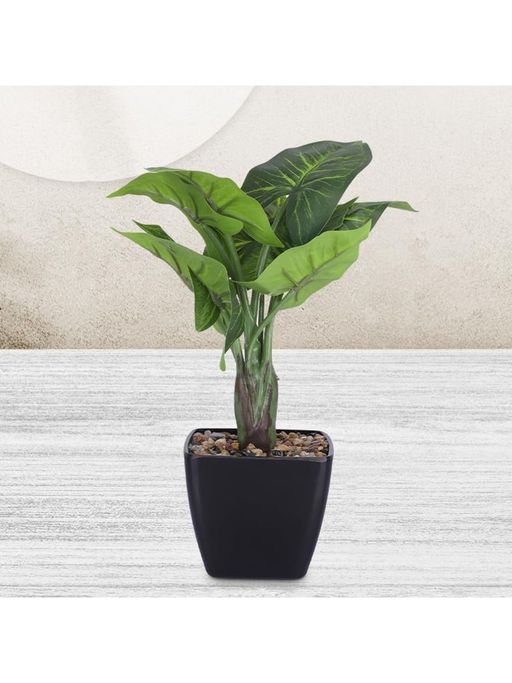 monstera variegata aurea Monstera Aurea: 3-5 – Natural Environment Aquatix