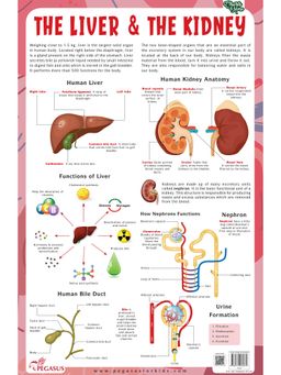 Pegasus - The Liver & the Kidney Thick Laminated Chart