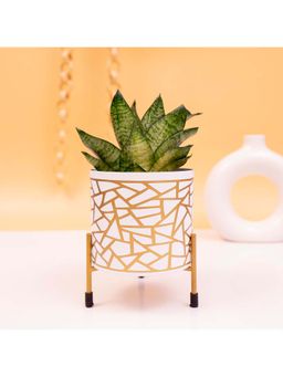 KYARI - Exotic Adorable White, Metal Cylindrical Pot with Stand & Planters (Set of 2)