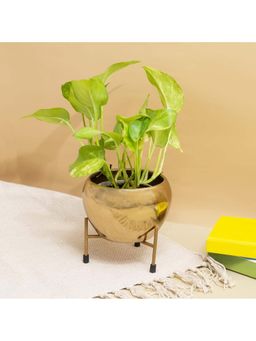 KYARI - Gold Finish Metal Apple Shape Attractive Planter with Rust Free Metal Stand (Set of 2)