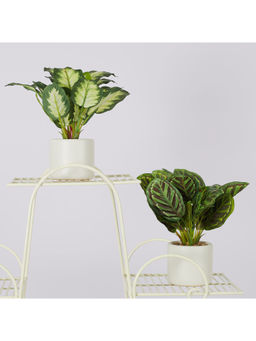 HomeTown - Ilana Faux Dieffenbachia 2 Ceramic Potted Plant 25 Cm in Green Colour