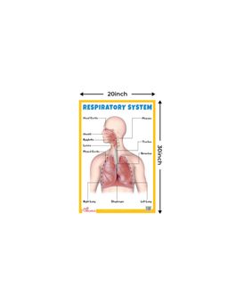 Pegasus - Respiratory System Thick Laminated Primary Chart