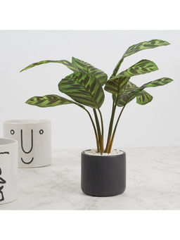 HomeTown - Ilana Faux Calathea Ceramic Potted Plant 42 Cm in Green Colour