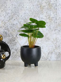 At Home by Nilkamal - Artificial Pilea Plant with Ceramic Pot - Green