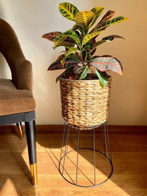 The House of Trendz Seagrass Floor Planter - Brown & Black