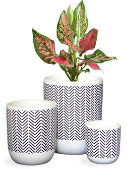 Ecofynd - White Graphic Terracotta Pots (Set Of 3)
