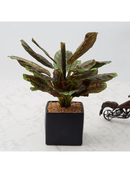 HomeTown - Ilana Faux Maranta Ceramic Potted Plant 45 Cm in Green Colour