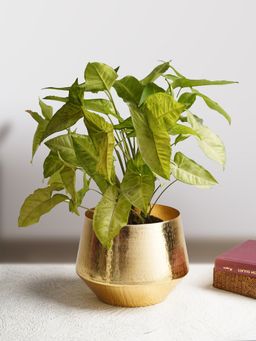 Folkstorys - Tamram Vase