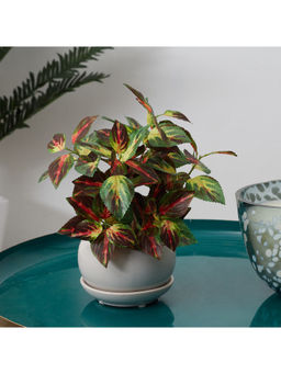 HomeTown - Ilana Faux Coleus Ceramic Potted Plant 24 Cm in Green Colour