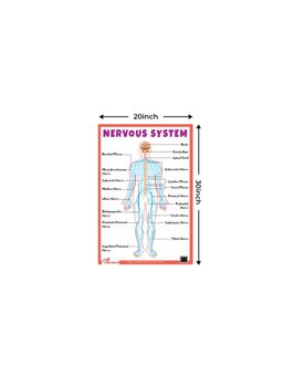 Pegasus - Nervous System Thick Laminated Primary Chart